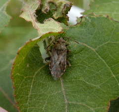 Stictopleurus minutus