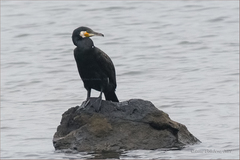 Phalacrocorax carbo