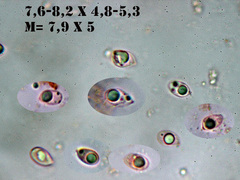 Mycena pseudolaevigata