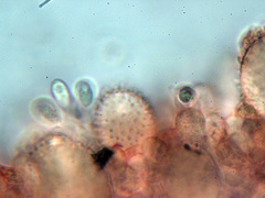 Mycena pseudolaevigata