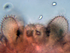 Mycena pseudolaevigata