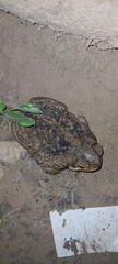 Rhinella diptycha