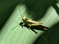 Abisares viridipennis