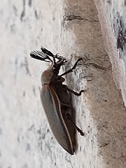 Polytomus marginatus