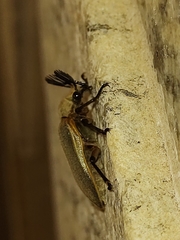 Polytomus marginatus