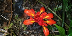 Etlingera coccinea