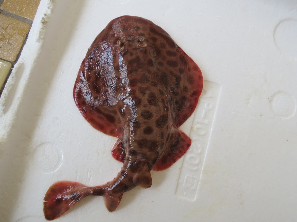 Chinese Numbfish