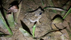 Tomopterna delalandii