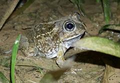 Tomopterna delalandii