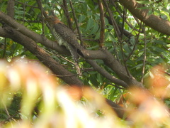 Cuculus poliocephalus