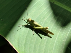 Abisares viridipennis