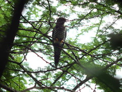 Cuculus poliocephalus