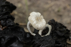 Asterophora parasitica