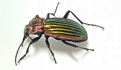Carabus lineatus