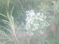 Eupatorium serotinum