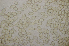 Asterophora parasitica