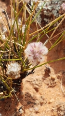 Ptilotus schwartzii