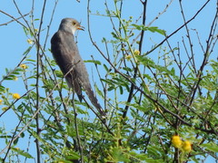 Cuculus poliocephalus