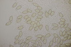 Asterophora parasitica