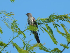 Cuculus poliocephalus