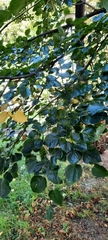 Tilia