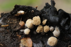 Asterophora lycoperdoides