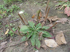 Plantago depressa