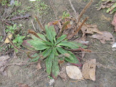 Plantago depressa