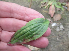 Plantago depressa