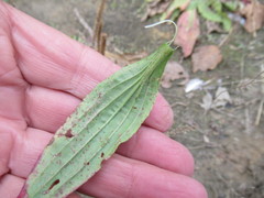 Plantago depressa