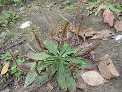 Plantago depressa