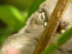 Lagonosticta senegala rendalli