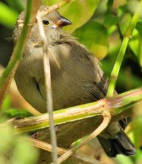 Lagonosticta senegala rendalli