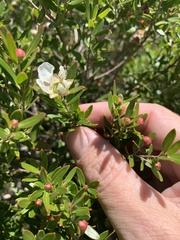 Leptospermum oreophilum