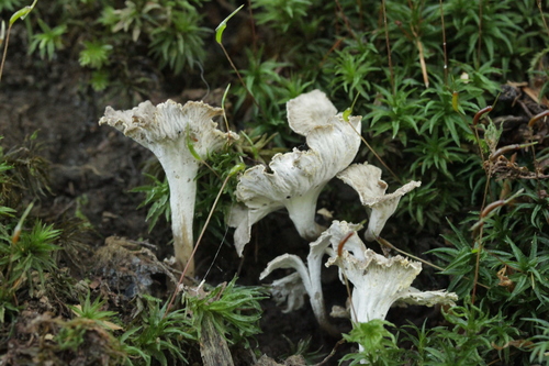 Sinuous chanterelle