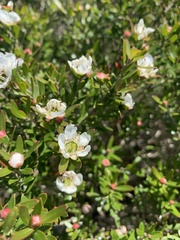 Leptospermum oreophilum