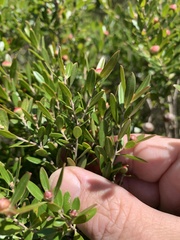 Leptospermum oreophilum