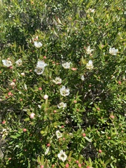Leptospermum oreophilum