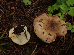 Russula puellaris