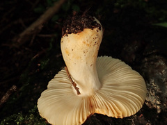 Russula puellaris