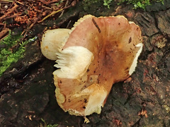 Russula puellaris