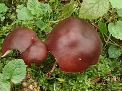 Rhodocollybia prolixa