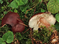 Rhodocollybia prolixa