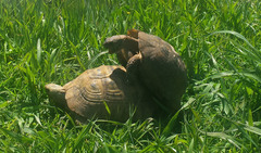 Testudo graeca