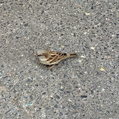 Passer domesticus
