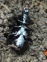 Sphaeroderus stenostomus