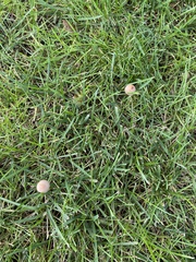Panaeolus foenisecii
