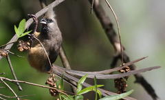 Colius striatus minor