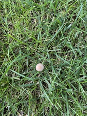 Panaeolus foenisecii