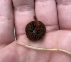 Panaeolus foenisecii